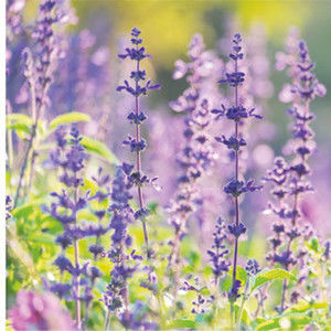 Meet your Posher, Connie